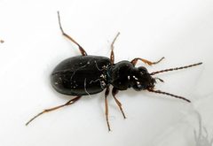 Bembidion-lampros-03-fws by Francisco Welter-Schultes. Used under a CC0 license.