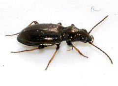 Bembidion-lampros-11-fws by Francisco Welter-Schultes. Used under a CC0 license.