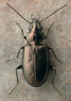 Bembidion laxatum by David R. Madison. Used under a CC BY 3.0 license.