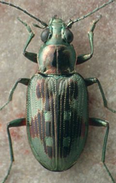 Bembidion levettei by David R. Maddison. Used under a CC BY 3.0 license.