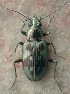 Bembidion levettei1 by David R. Maddison. Used under a CC BY 3.0 license.