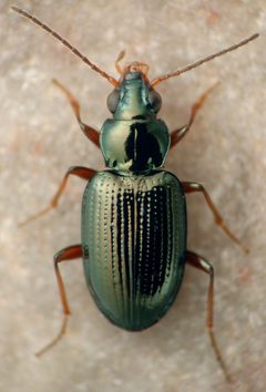Bembidion nigrum by David R. Maddison. Used under a CC BY 3.0 license.