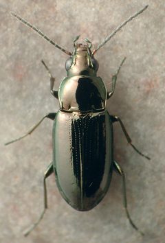 Bembidion nitidum by David R. Madison. Used under a CC BY 3.0 license.