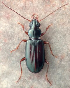 Bembidion ozarkense by David R. Madison. Used under a CC BY 3.0 license.