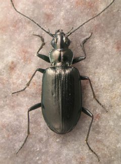 Bembidion planatum by David R. Madison. Used under a CC BY 3.0 license.