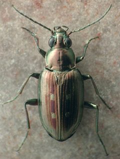 Bembidion punctatostriatum by David R. Maddison. Used under a CC BY 3.0 license.