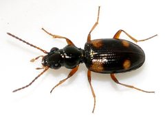 Bembidion-quadrimaculatum-02-fws by Francisco Welter-Schultes. Used under a CC0 license.