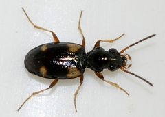 Bembidion-quadrimaculatum-05-fws by Francisco Welter-Schultes. Used under a CC0 license.