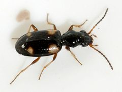 Bembidion-quadrimaculatum-06-fws by Francisco Welter-Schultes. Used under a CC0 license.