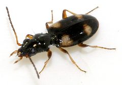 Bembidion-quadrimaculatum-07-fws by Francisco Welter-Schultes. Used under a CC0 license.