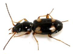 Bembidion-quadrimaculatum-08-fws by Francisco Welter-Schultes. Used under a CC0 license.