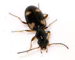 Bembidion-quadrimaculatum-09-fws by Francisco Welter-Schultes. Used under a CC0 license.