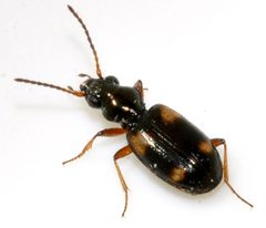 Bembidion-quadrimaculatum-10-fws by Francisco Welter-Schultes. Used under a CC0 license.