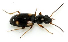 Bembidion-quadrimaculatum-13-fws by Francisco Welter-Schultes. Used under a CC0 license.