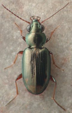 Bembidion rapidum by David R. Maddison. Used under a CC BY 3.0 license.
