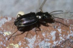 Bembidion rapidum P1400602a by 
xpda. Used under a CC BY-SA 4.0 license.