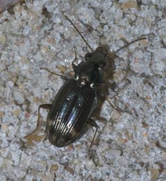 Bembidion rapidum P1600355a by 
xpda. Used under a CC BY-SA 4.0 license.