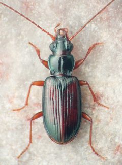 Bembidion rolandi by David R. Madison. Used under a CC BY 3.0 license.