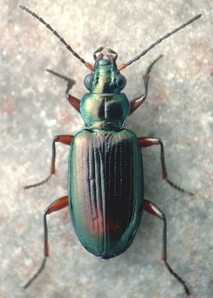 Bembidion rufotinctum by David R. Madison. Used under a CC BY 3.0 license.