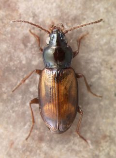 Bembidion salinarium by David R. Madison. Used under a CC BY 3.0 license.