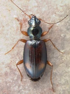 Bembidion scopulinum by David R. Madison. Used under a CC BY 3.0 license.