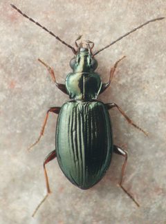 Bembidion simplex by David R. Madison. Used under a CC BY 3.0 license.