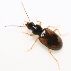 Bembidion tetracolum by BKoe. Used under a CC BY-SA 2.0 license.