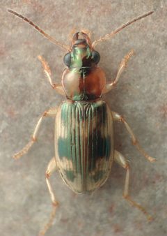 Bembidion tigrinum by David R. Maddison. Used under a CC BY 3.0 license.