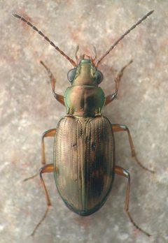 Bembidion versutum by David R. Madison. Used under a CC BY 3.0 license.