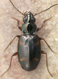 Bembidion wickhami by David R. Madison. Used under a CC BY 3.0 license.