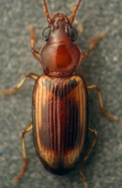 Pericompsus laetulus by David R. Madison. Used under a CC BY 3.0 license.