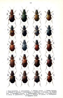 Reitter Ocys u.a. by Edmund Reitter
. Used under a Public domain license.
