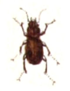 Blemus.discus.-.calwer.06.28 by Emil Hochdanz
. Used under a Public domain license.