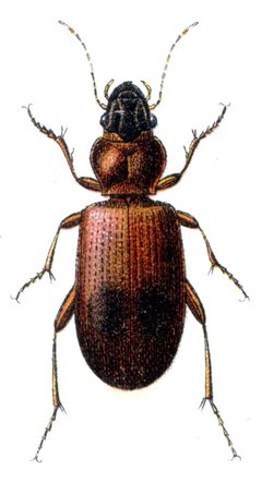 Blemus discus - Reitter by Edmund Reitter
. Used under a Public domain license.