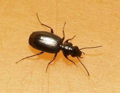 Syntomus truncatellus by 



This image is created by user Dick Belgers at Waarneming.nl, a source of nature observations in the Netherlands.
. Used under a CC BY 3.0 license.