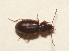 Trechus obtusus by 



This image is created by user Dick Belgers at Waarneming.nl, a source of nature observations in the Netherlands.
. Used under a CC BY 3.0 license.