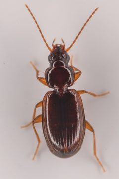 Trechus obtusus - inat 246631819 by {{{name}}}. Used under a CC BY 4.0 license.