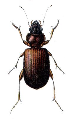 Trechus quadristriatus by Edmund Reitter
. Used under a Public domain license.