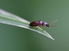 Trechus quadristriatus - inat 43103722 by {{{name}}}. Used under a CC BY-SA 4.0 license.