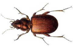 Porotachys bisulcatus by Edmund Reitter
. Used under a Public domain license.
