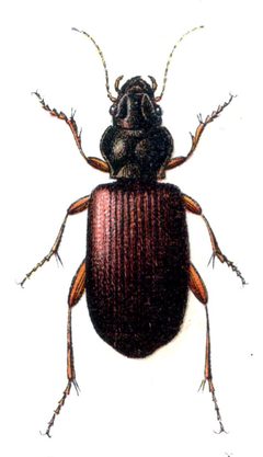 Trechus rubens by Edmund Reitter
. Used under a Public domain license.