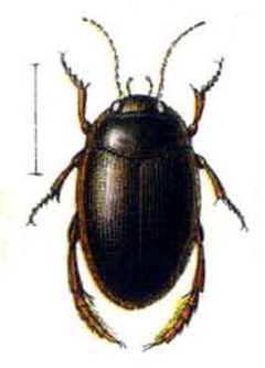 Agabus fuscipennis01 by wikipedia. Used under a Public domain license.