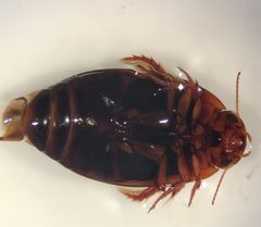 Agabus punctatus 2 by Fredlyfish4. Used under a CC BY-SA 4.0 license.