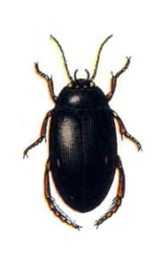 Ilybius angustior by Edmund Reitter
. Used under a Public domain license.