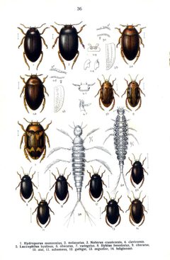 Reitter Hydroporus u.a. by wikipedia. Used under a Public domain license.