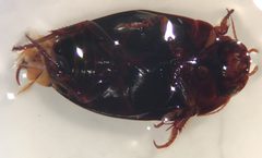 Platambus flavovittatus 2 by Fredlyfish4. Used under a CC BY-SA 4.0 license.