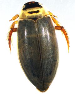 C. sculptilis male1 by André-Philippe Drapeau Picard. Used under a CC0 license.