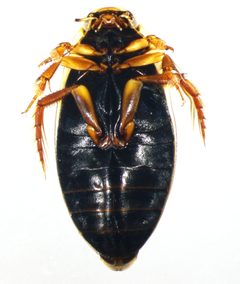 C. sculptilis male2 by André-Philippe Drapeau Picard. Used under a CC0 license.