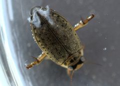 Rhantus gutticollis by Jon Eilers. Used under a CC0 license.
