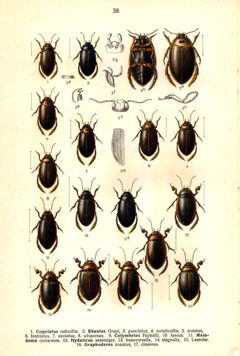 Reitter Rhantus u. a. by Edmund Reitter
. Used under a Public domain license.